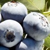 Cape Fear Blueberry.jpg